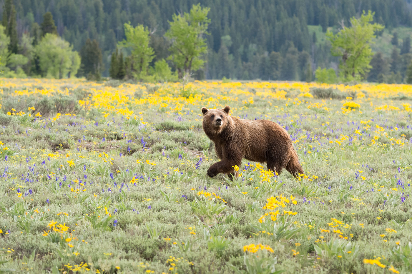 Female Grizzly in Grand Teton National Park
