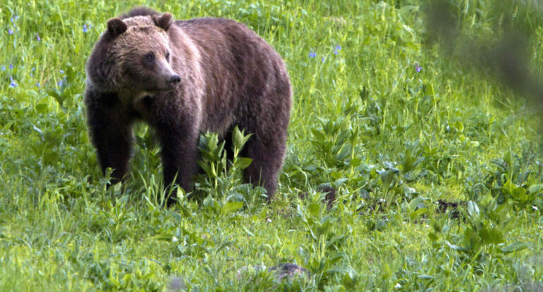 Grizzly Bear in Grand Teton National Park