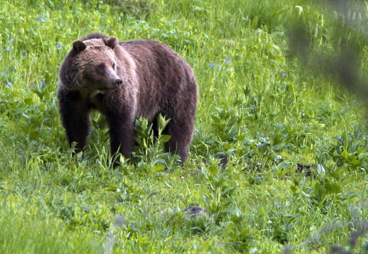 Grizzly Bear in Grand Teton National Park