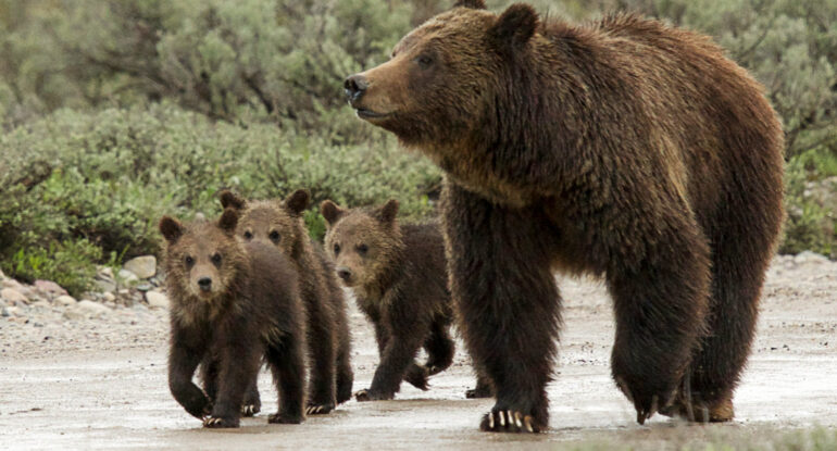 Kent Nelson Grizzly Bear 399 and cubs