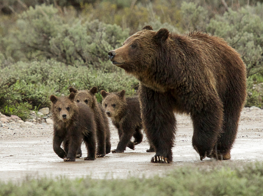Kent Nelson Grizzly Bear 399 and cubs