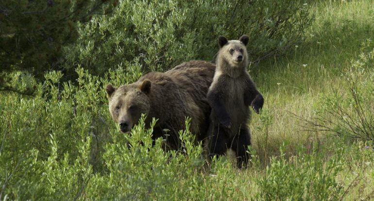 Momma Bear with cub, Grand Teton National Park