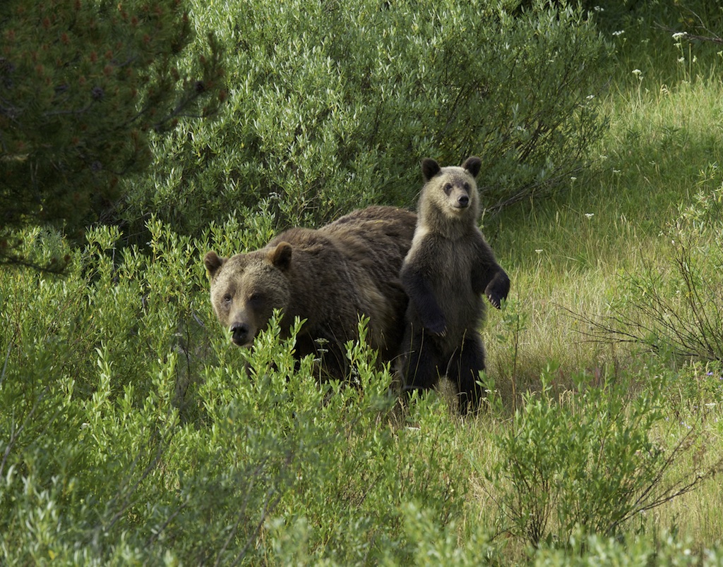 Momma Bear with cub, Grand Teton National Park