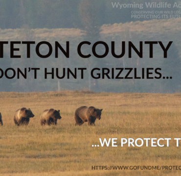 Grizzlies hunting Teton County