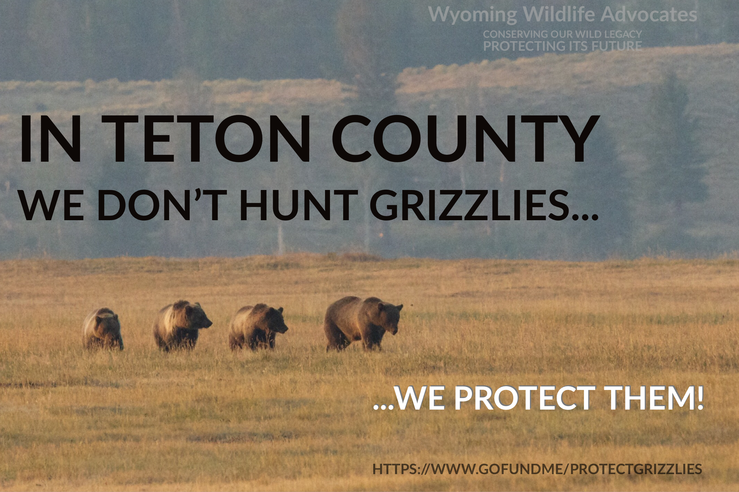 Grizzlies hunting Teton County
