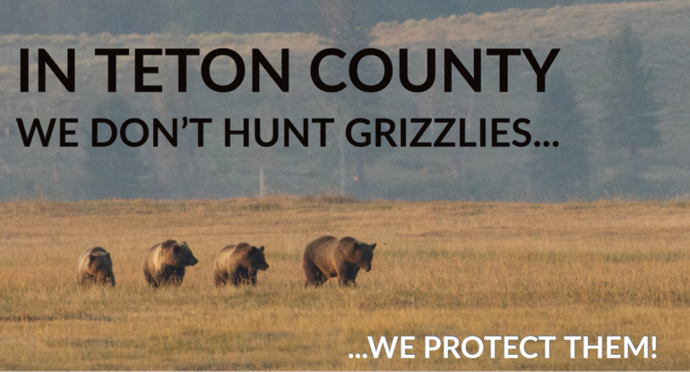 Grizzly bear, Teton County, Wyoming Wildlife Advocates campaign
