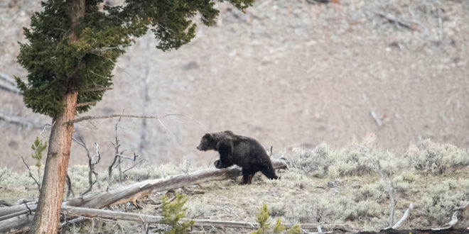 Grizzly