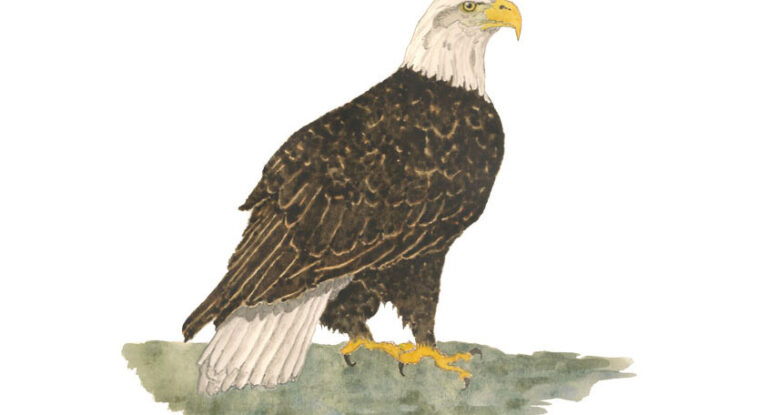 Bald Eagle Illustration