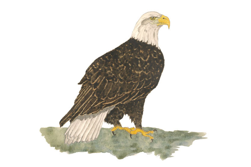 Bald Eagle Illustration