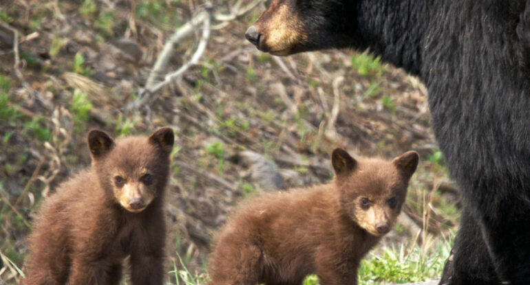 Black Bear & Cubs by Kent Nelson