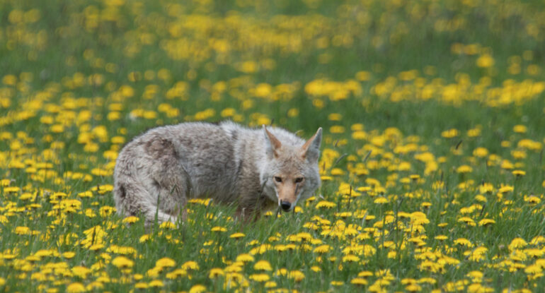 Coyote in Field