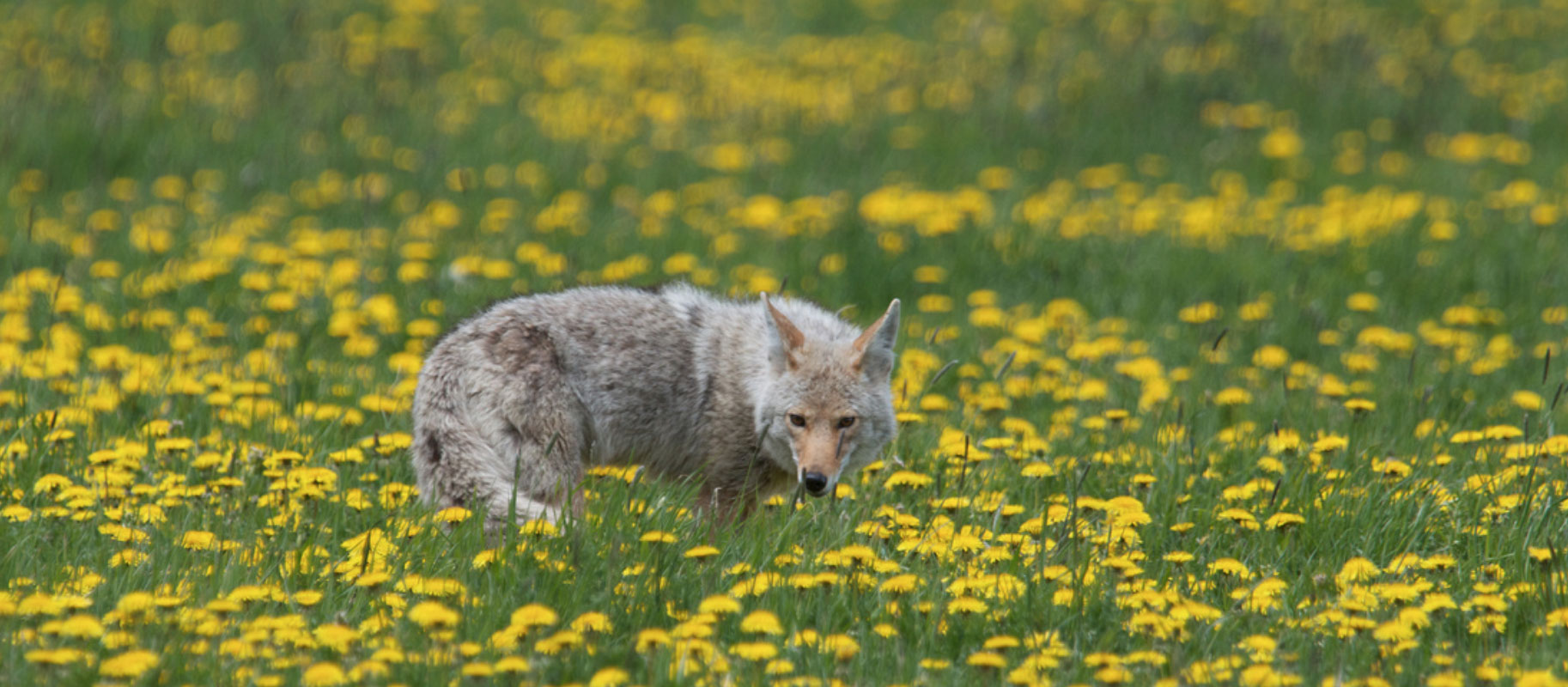 Coyote in Field